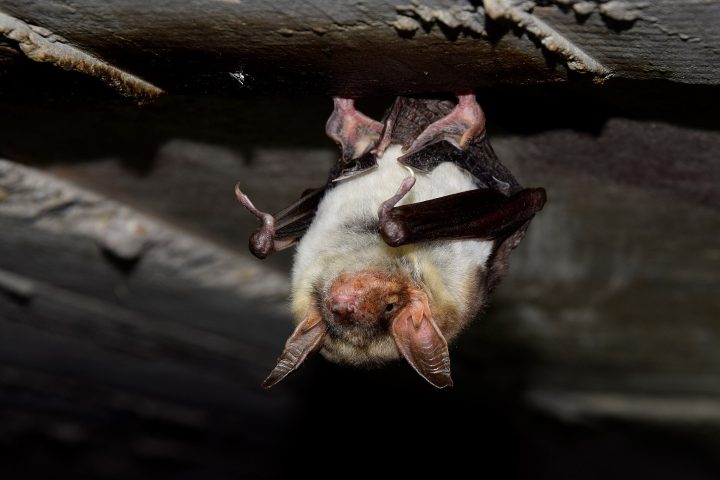 Ein Großes Mausohr (Myotis myotis) – die Art überwintert in Höhlen der Schwäbischen Alb