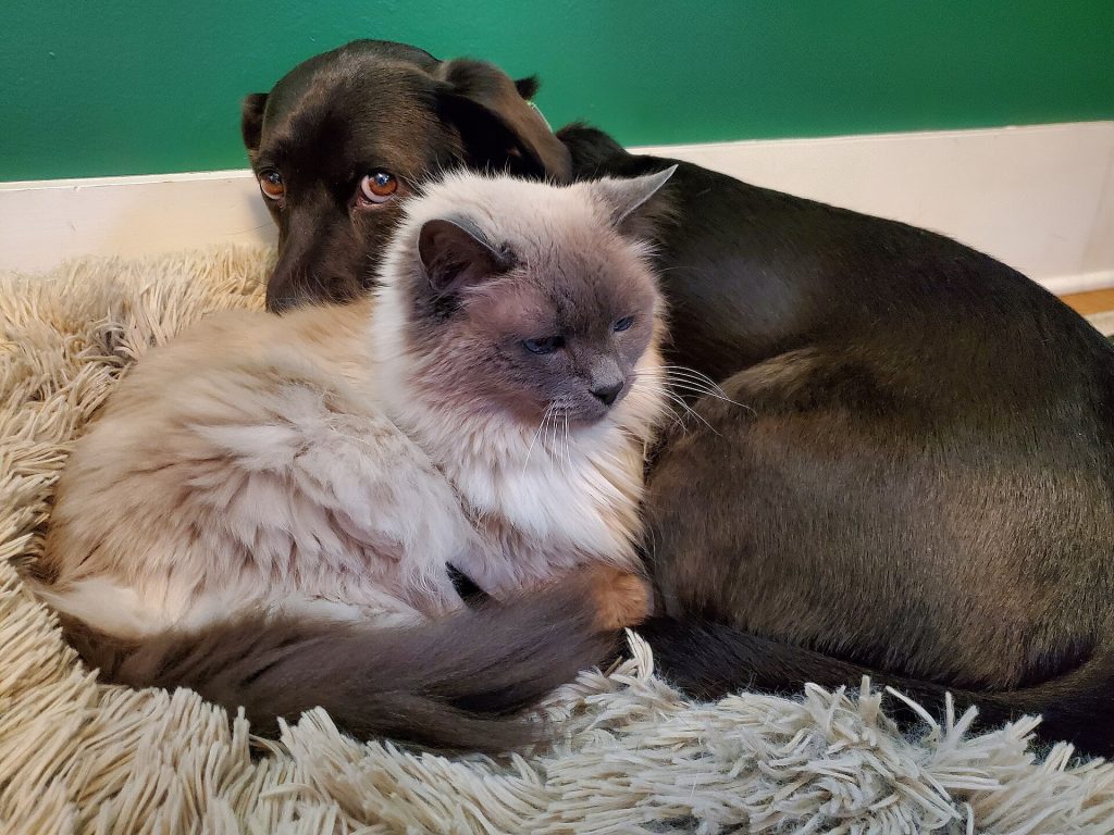 Hund und Katze