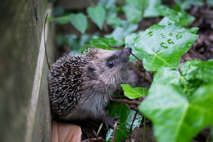 Ein Igel zwischen Efeu in einem Garten