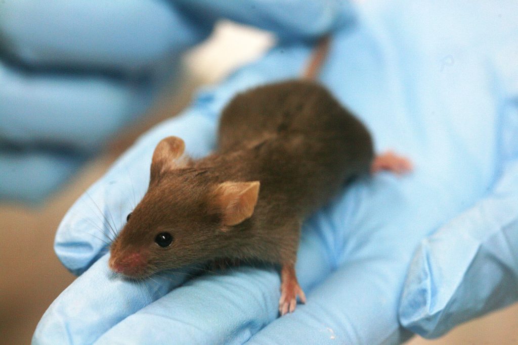 Eine Labormaus