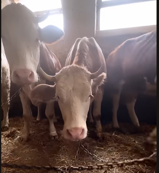 Rinder in Anbindehaltung in einem Milchbetrieb in Bretzfeld