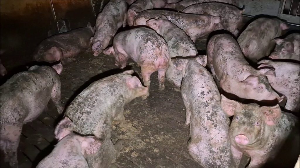 Schweine in einem Stall in Hawangen