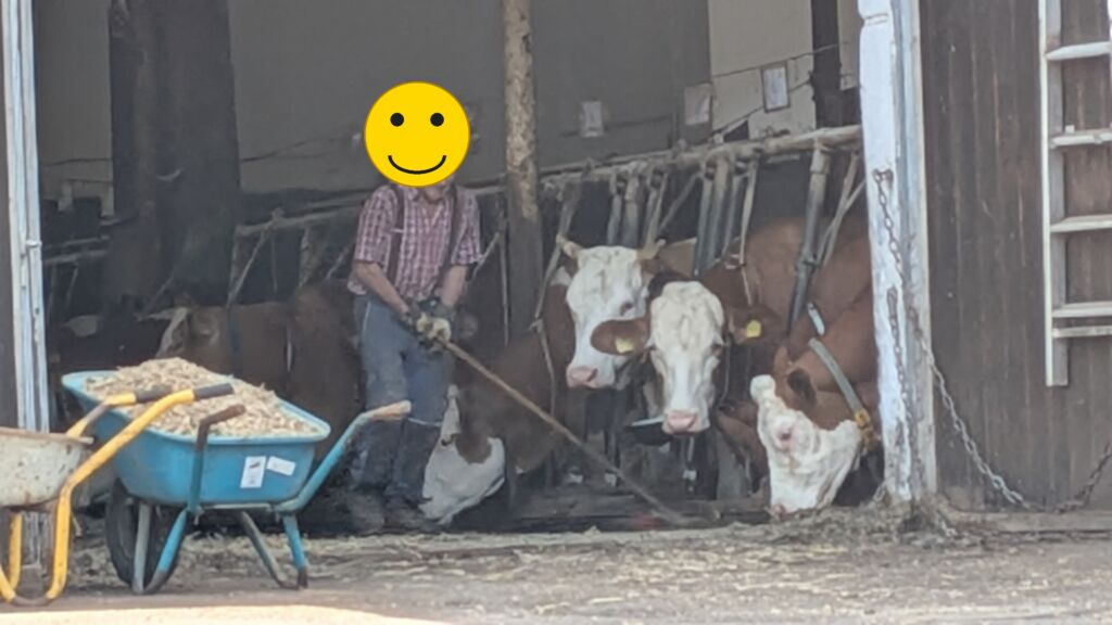 Angebundene Kühe in einem Stall, daneben eine Person beim Füttern; das Gesicht ist unkenntlich gemacht.