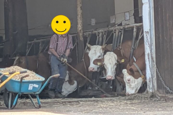 Angebundene Kühe in einem Stall, daneben eine Person beim Füttern; das Gesicht ist unkenntlich gemacht.